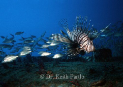 Lionfish On wreck off of Beaufort  North Carolina by Keith Partlo 